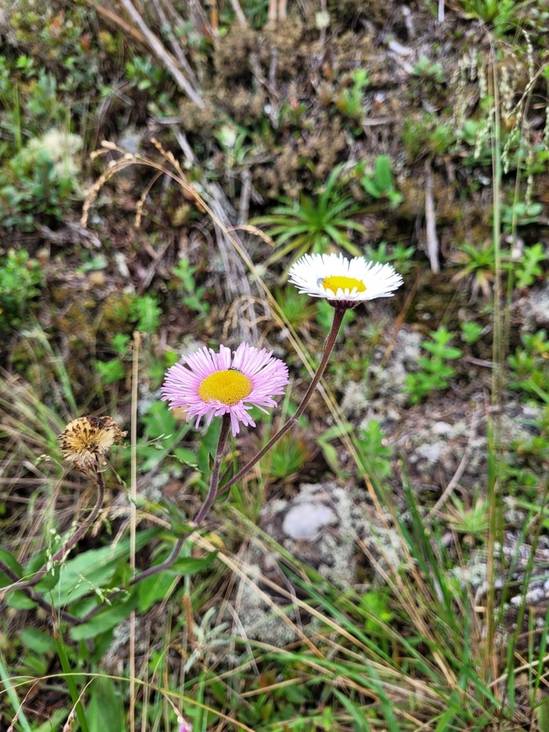 Leptostelma maximum