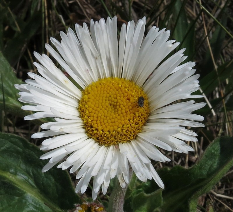 Leptostelma maximum photo 4