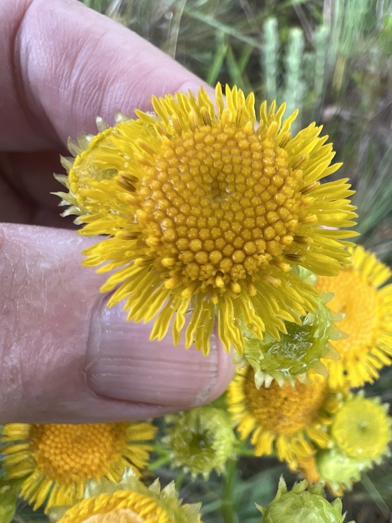 Leptostelma tweediei