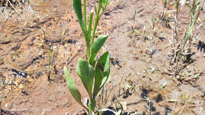 Leptostelma tweediei photo 2