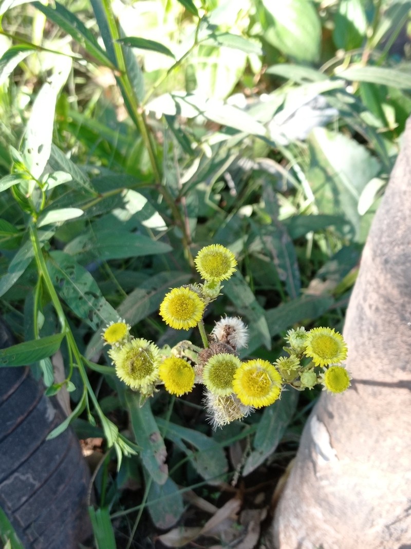 Leptostelma tweediei photo 7