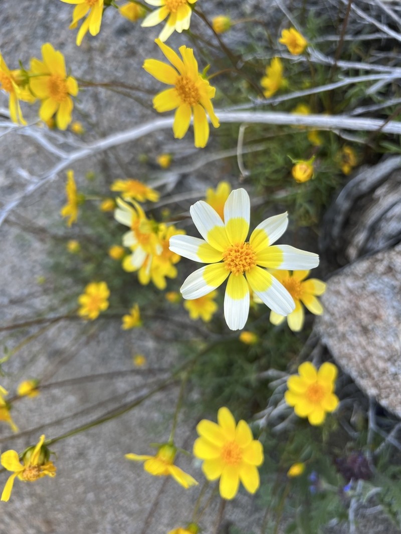 Bigelow's Tickseed