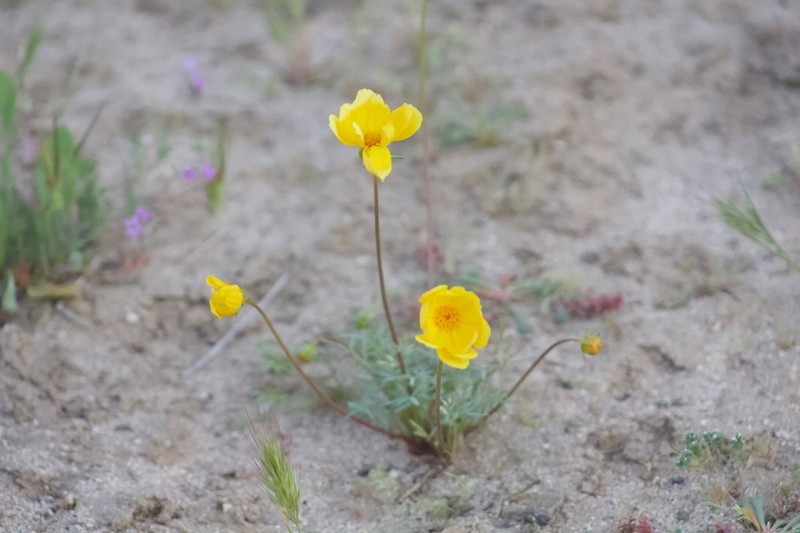 Bigelow's Tickseed photo 2