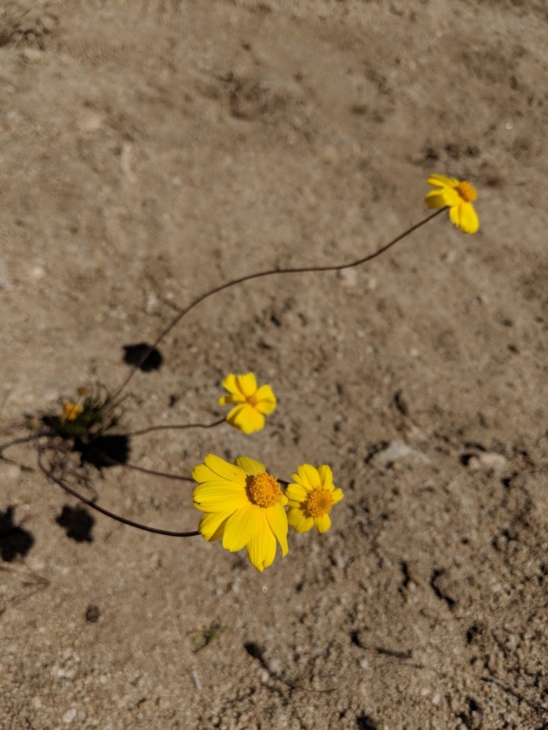 Bigelow's Tickseed photo 3