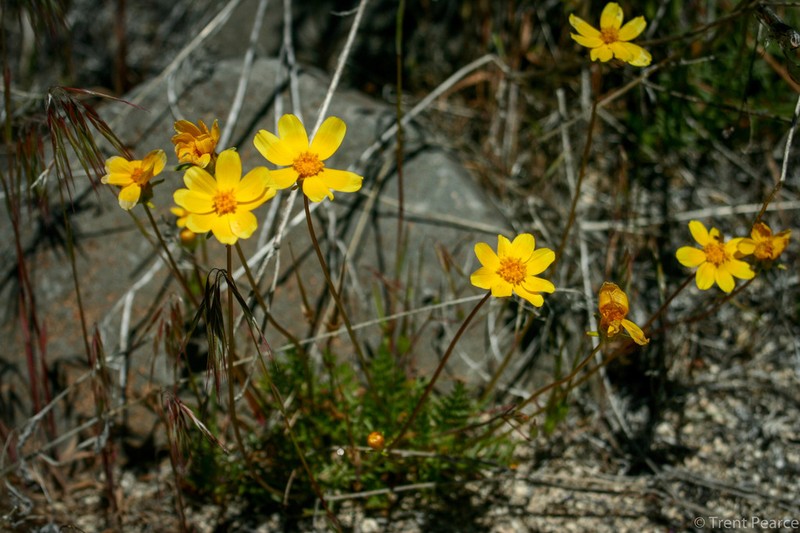 Bigelow's Tickseed photo 4