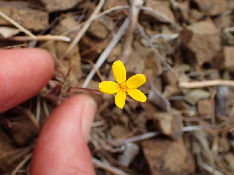 Bigelow's Tickseed photo 5