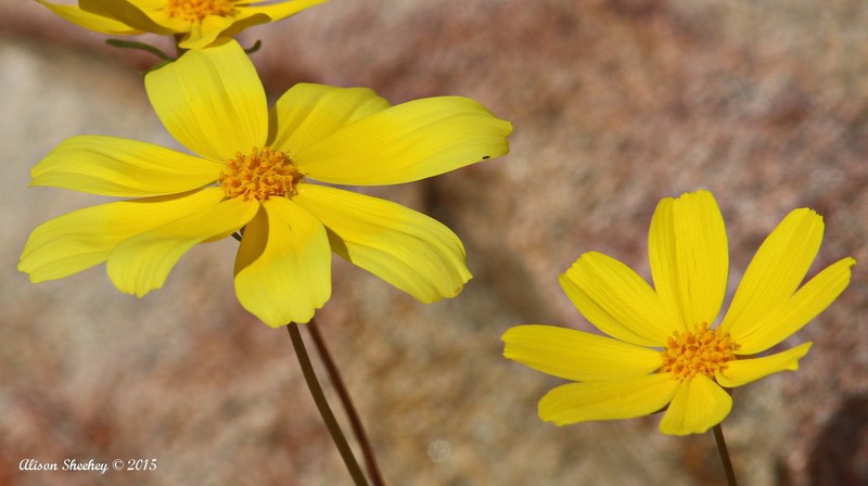 Bigelow's Tickseed photo 6