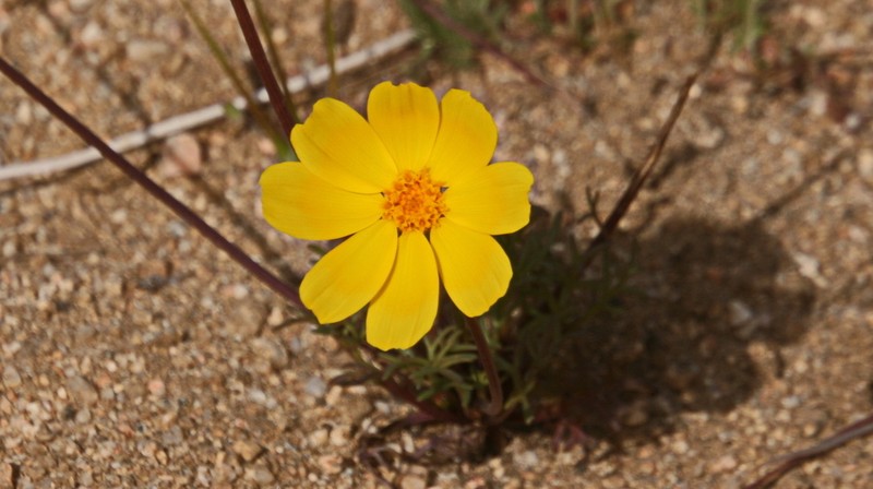Bigelow's Tickseed photo 7