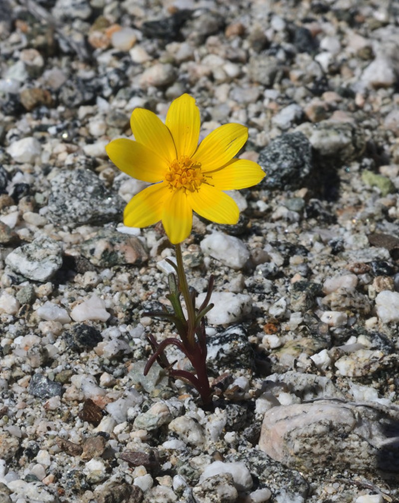 Bigelow's Tickseed photo 8