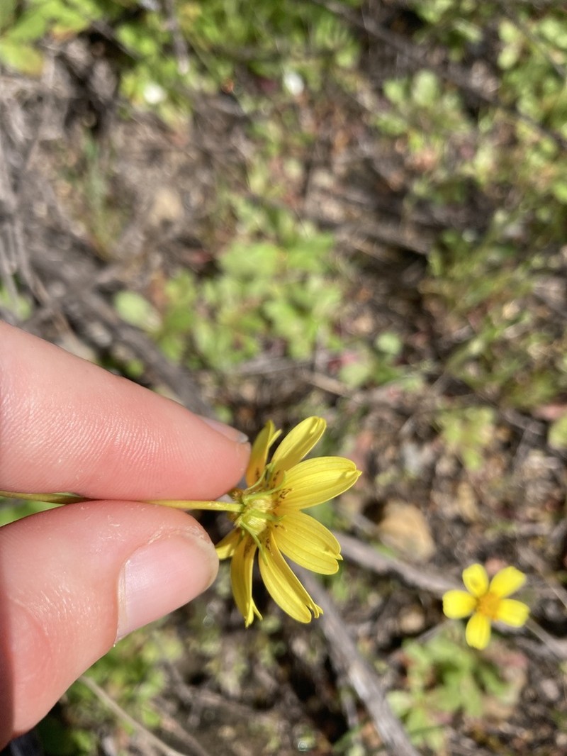 California Tickseed