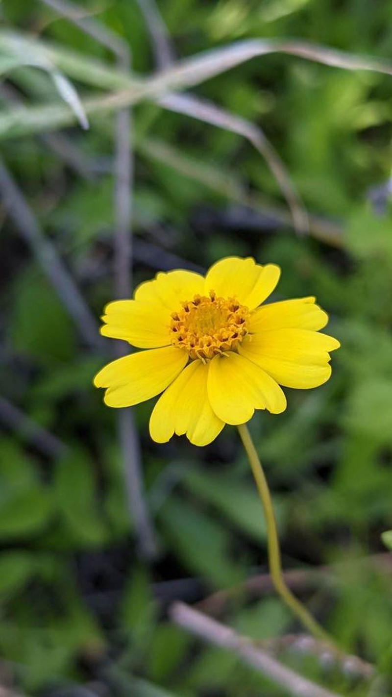 California Tickseed photo 2