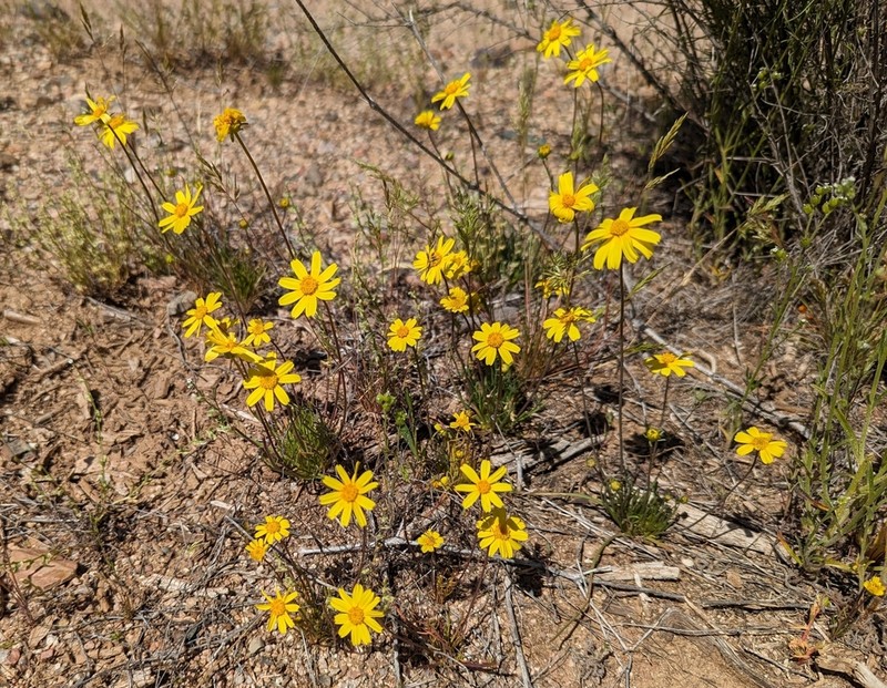 California Tickseed photo 3