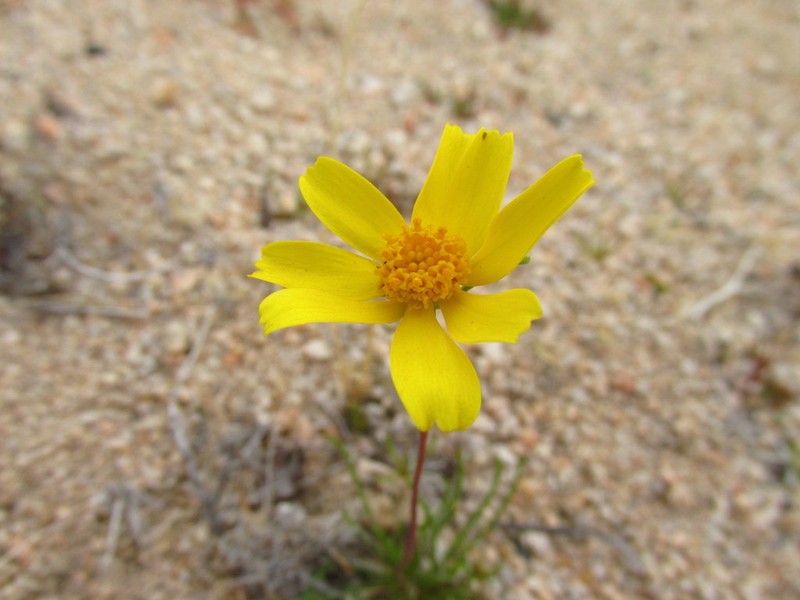 California Tickseed photo 4