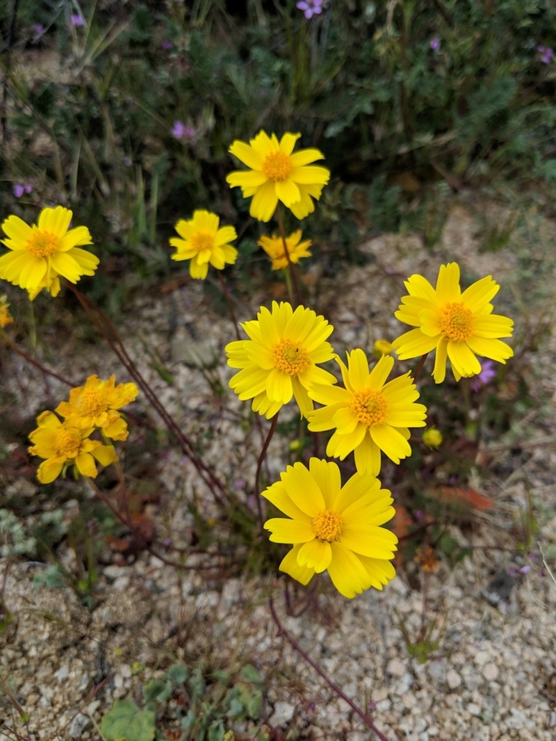 California Tickseed photo 5