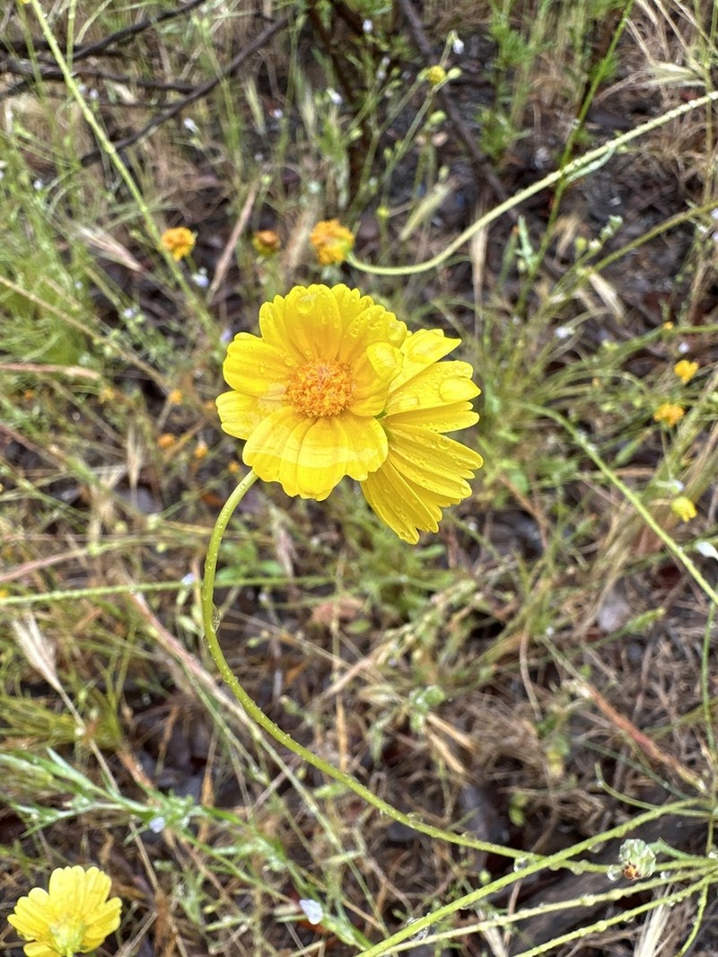 California Tickseed photo 6