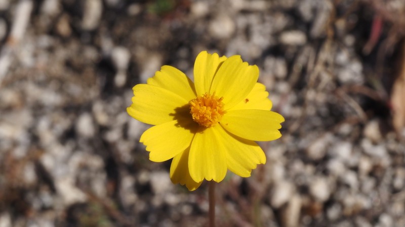California Tickseed photo 7