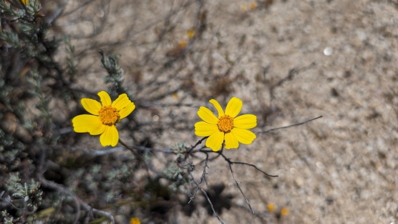 California Tickseed photo 8