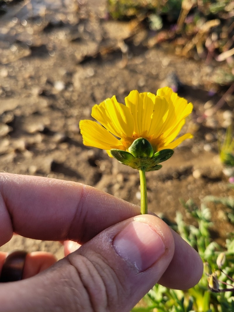 Leafstem Tickseed photo 2