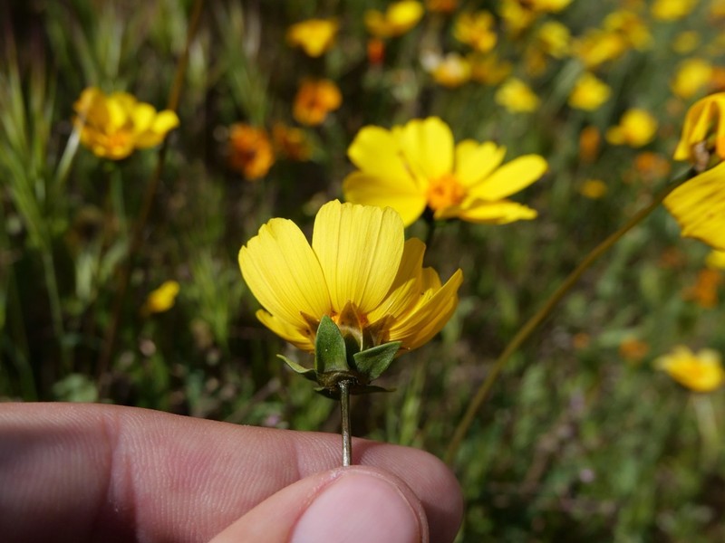 Leafstem Tickseed photo 4