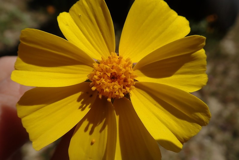 Leafstem Tickseed photo 5