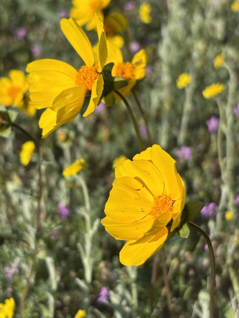 Leafstem Tickseed photo 7