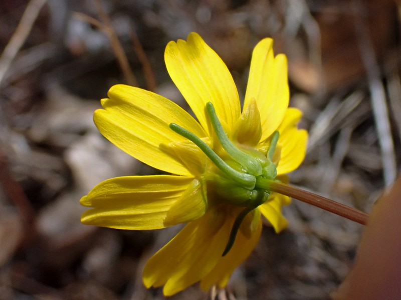 Douglas' Tickseed