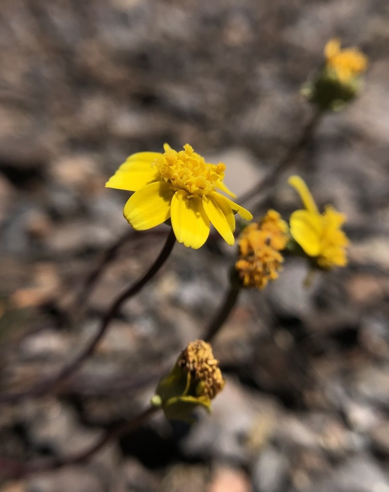 Douglas' Tickseed photo 2