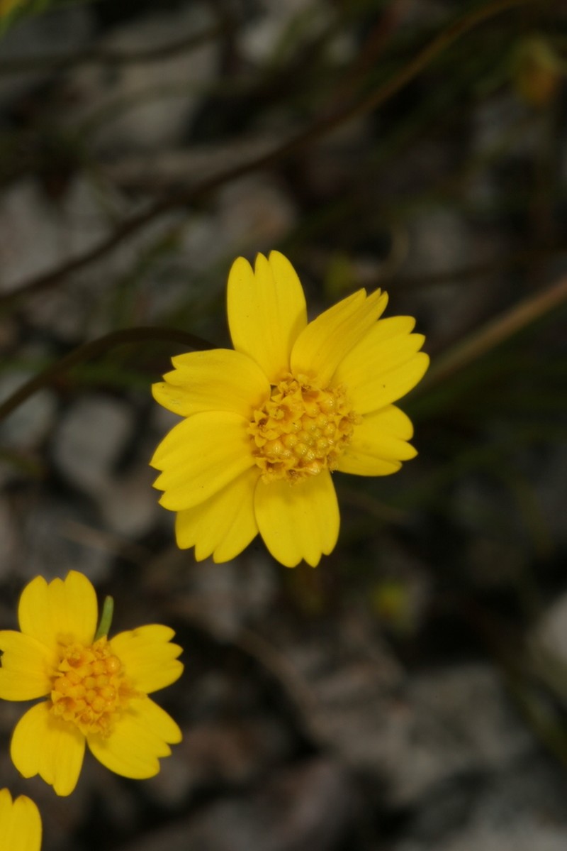 Douglas' Tickseed photo 3