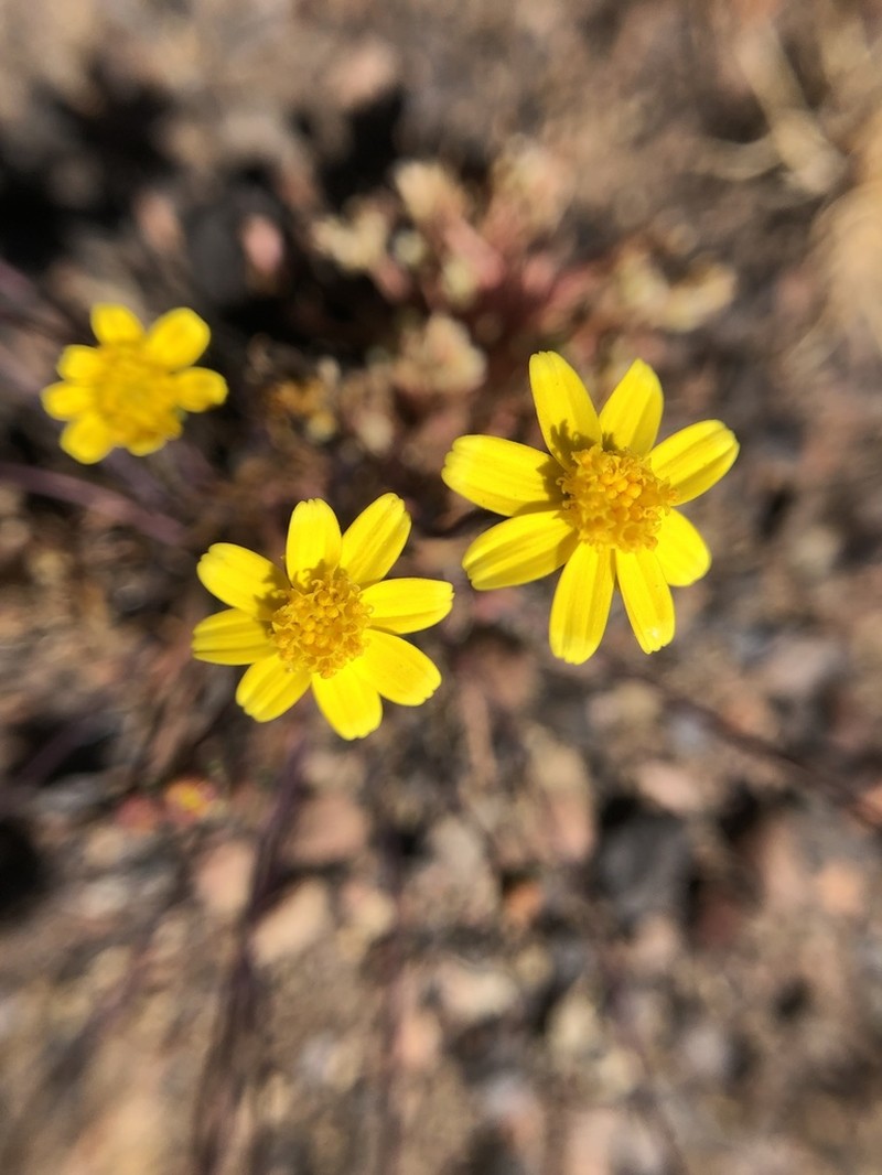 Douglas' Tickseed photo 4