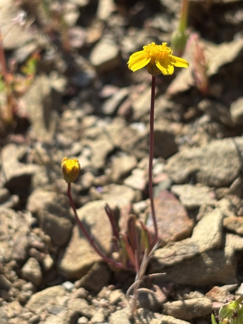 Douglas' Tickseed photo 5
