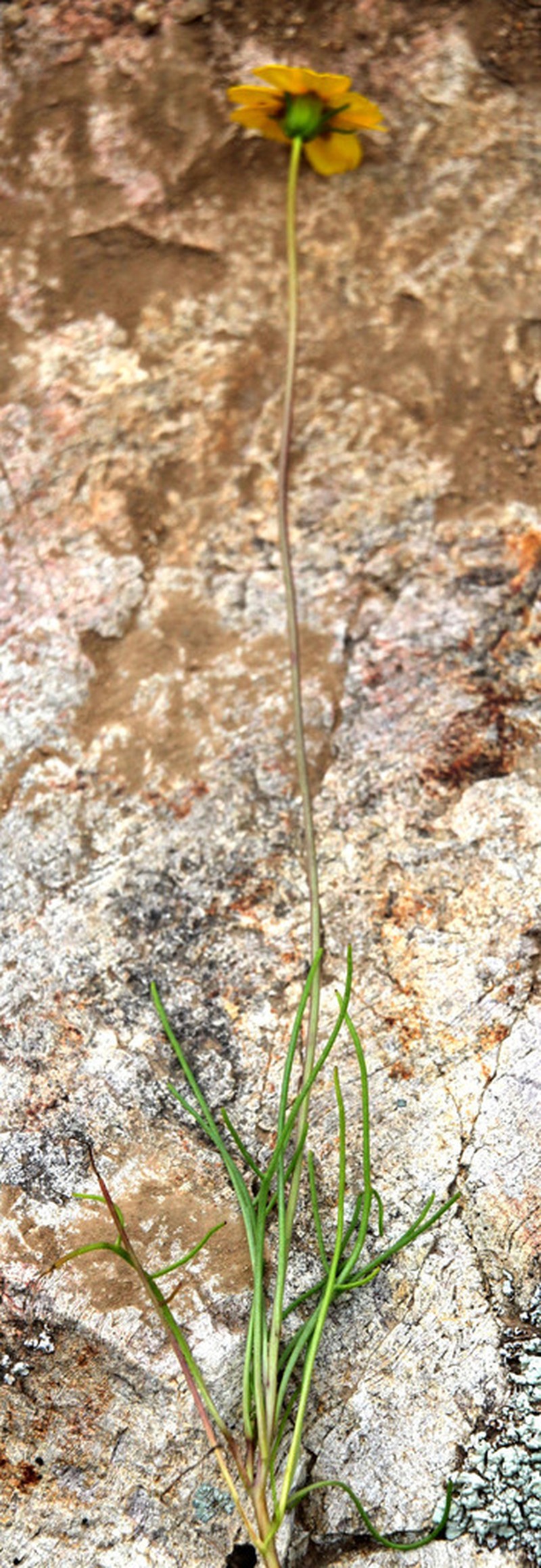 Douglas' Tickseed photo 6