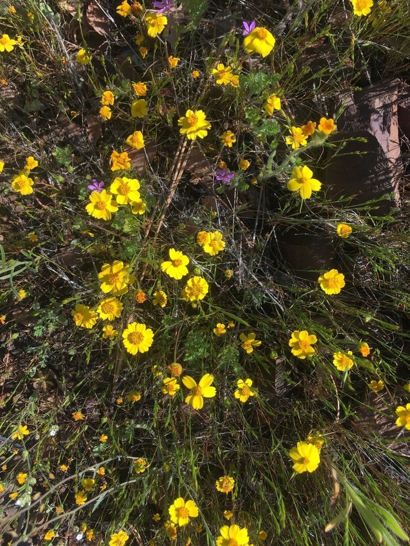 Douglas' Tickseed photo 7