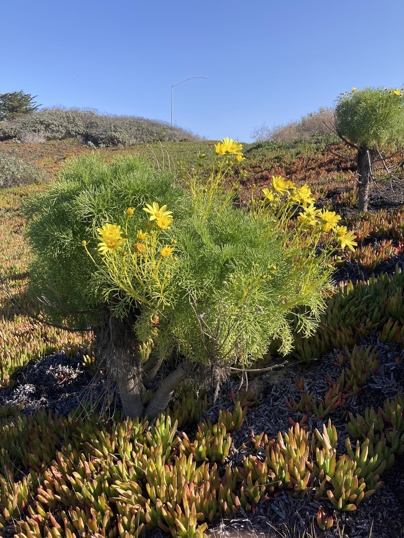 Giant Coreopsis photo 2