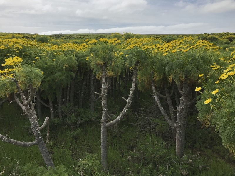 Giant Coreopsis photo 3
