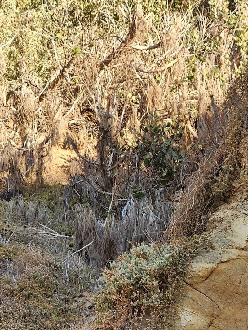 Giant Coreopsis photo 4