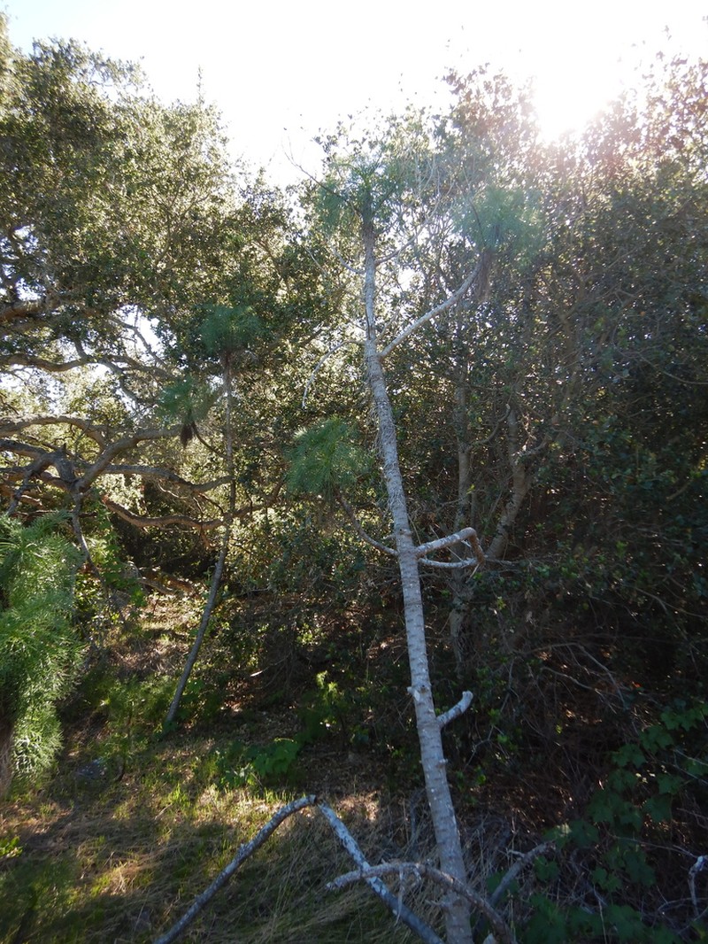 Giant Coreopsis photo 6