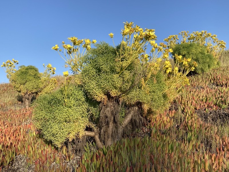 Giant Coreopsis photo 8