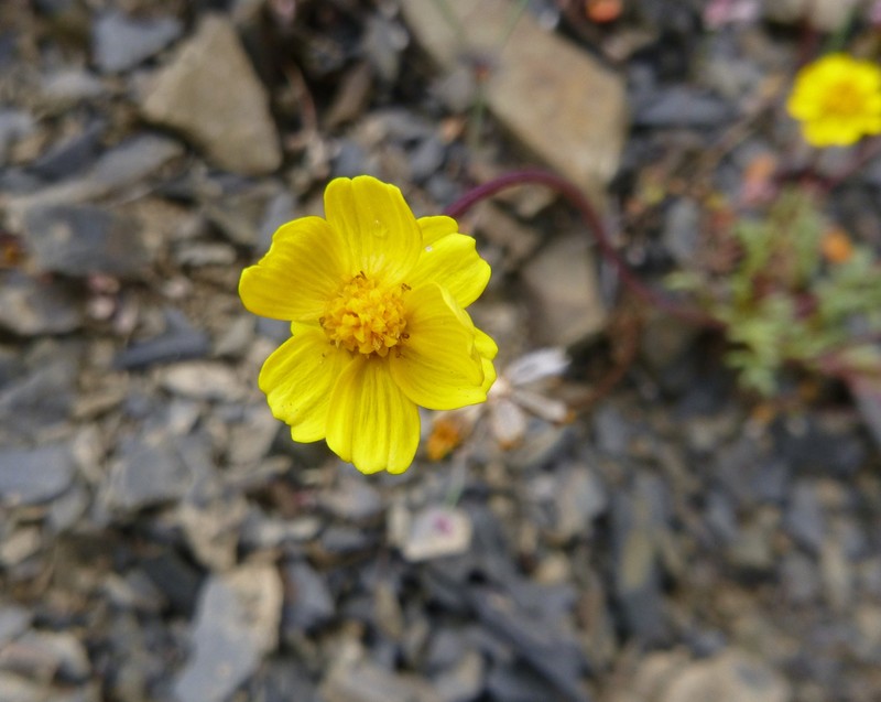 Mt. Hamilton Tickseed