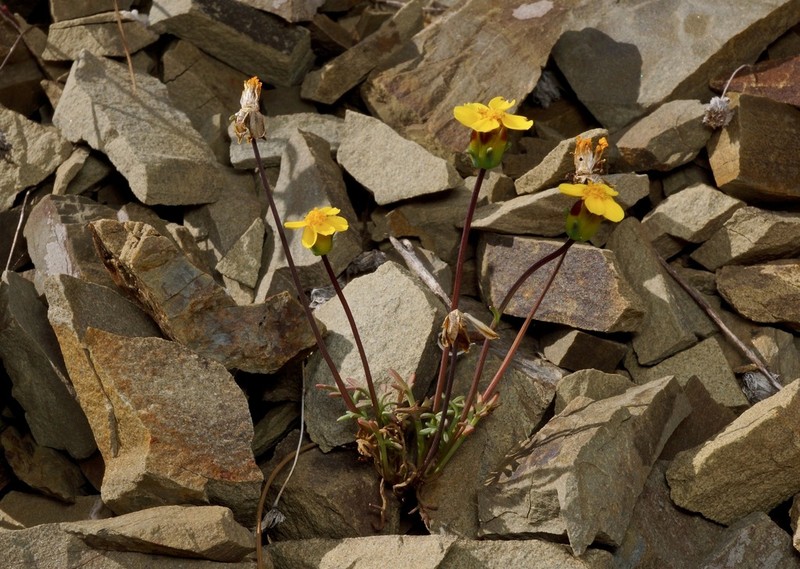 Mt. Hamilton Tickseed photo 2