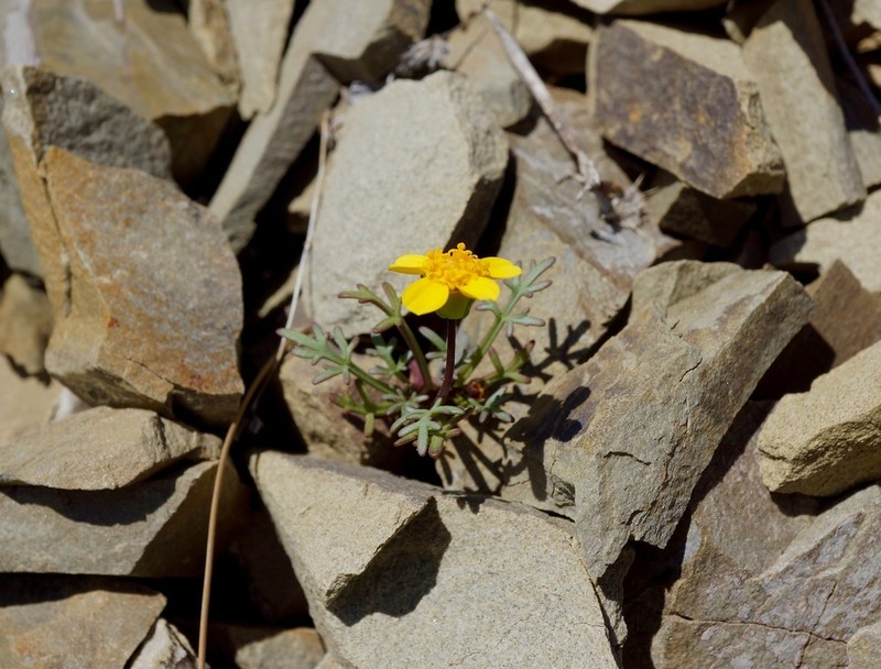 Mt. Hamilton Tickseed photo 4