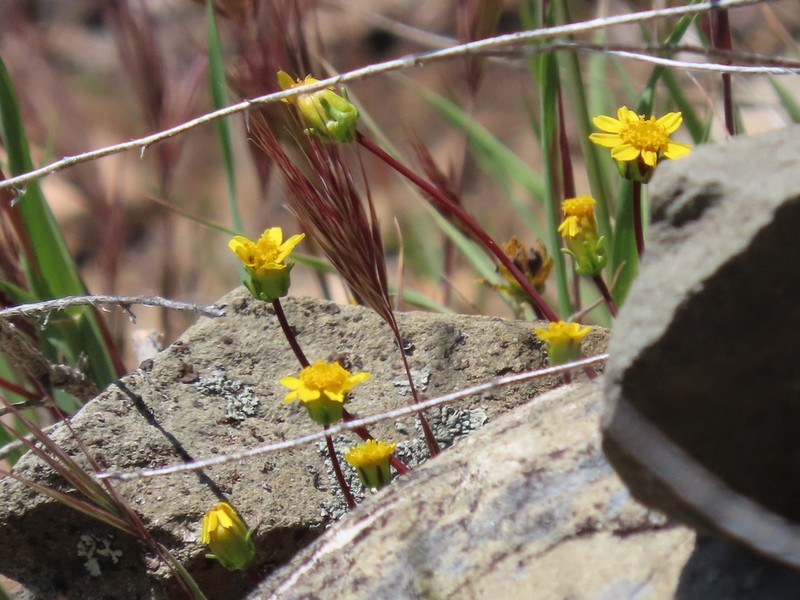Mt. Hamilton Tickseed photo 5