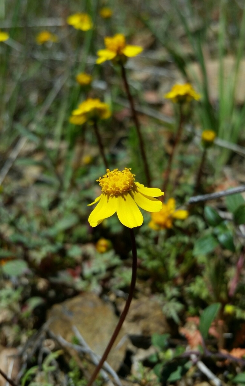 Mt. Hamilton Tickseed photo 6