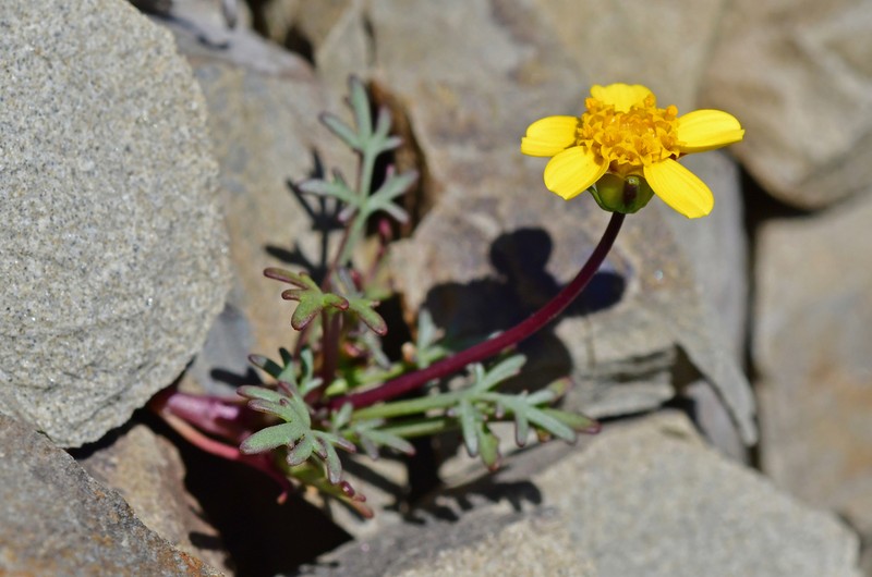 Mt. Hamilton Tickseed photo 7