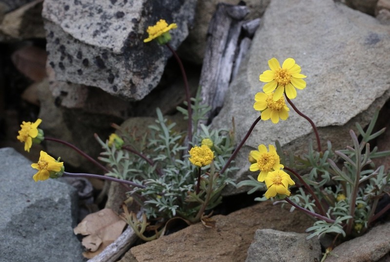 Mt. Hamilton Tickseed photo 8