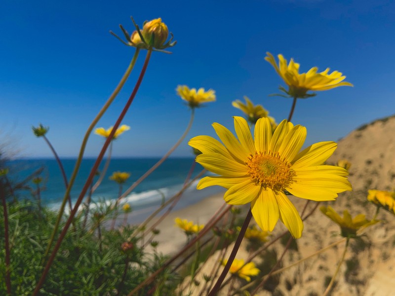 Sea Dahlia