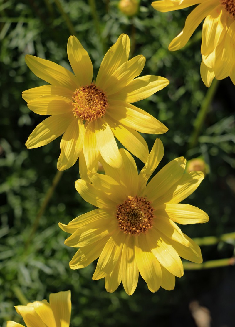 Sea Dahlia photo 4