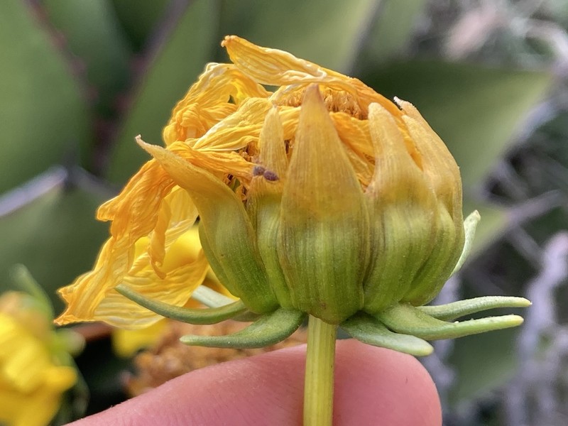 Sea Dahlia photo 5
