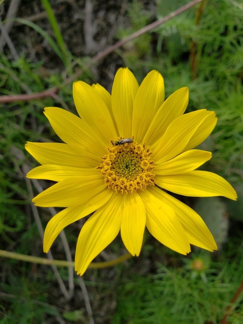 Sea Dahlia photo 6