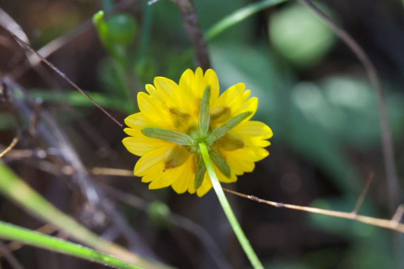 Stillman'S Tickseed