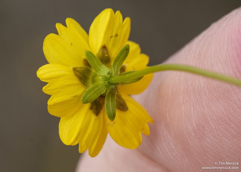 Stillman'S Tickseed photo 2